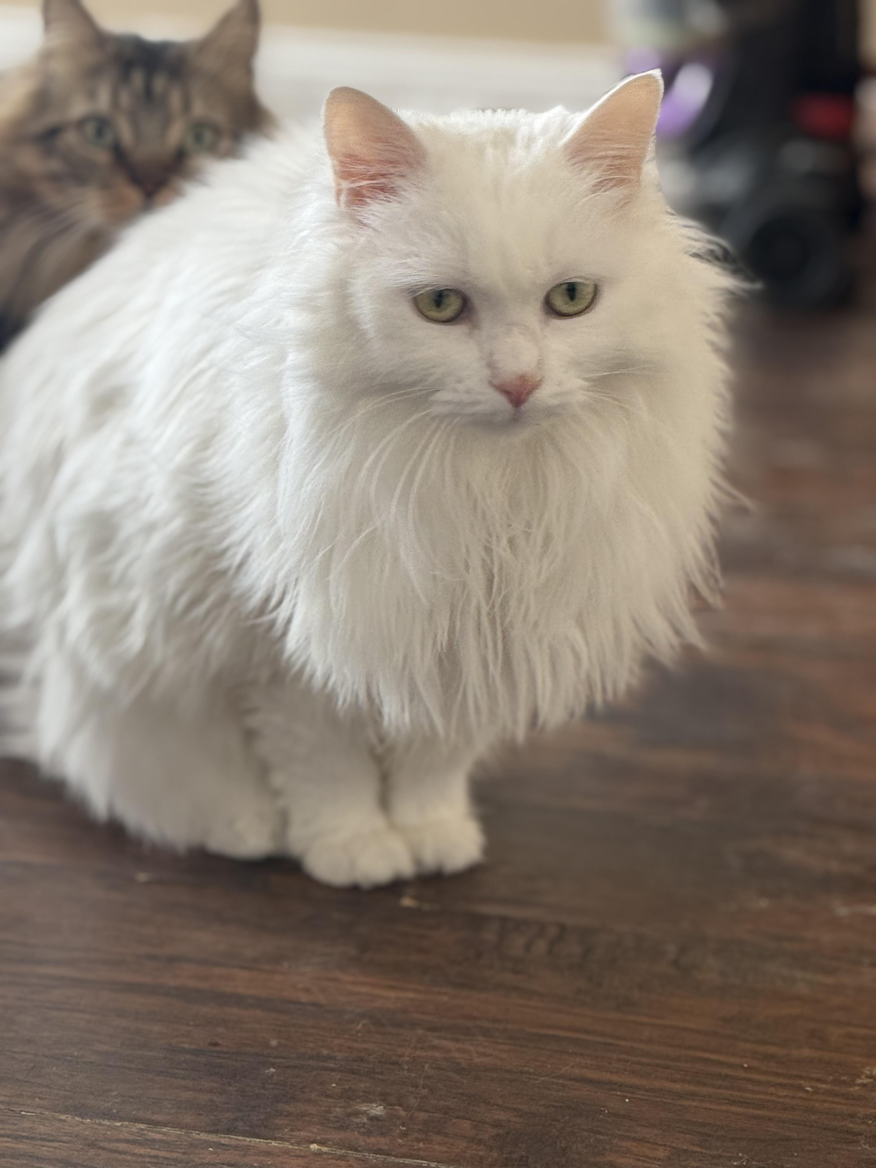 Enlarge Ivory, a Adoptable Domestic Long Hair in North Haledon, NJ image 4/6