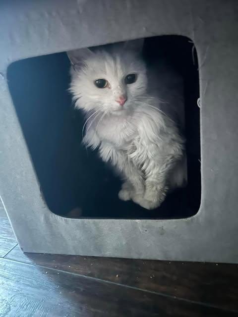 Enlarge Ivory, a Adoptable Domestic Long Hair in North Haledon, NJ image 5/6