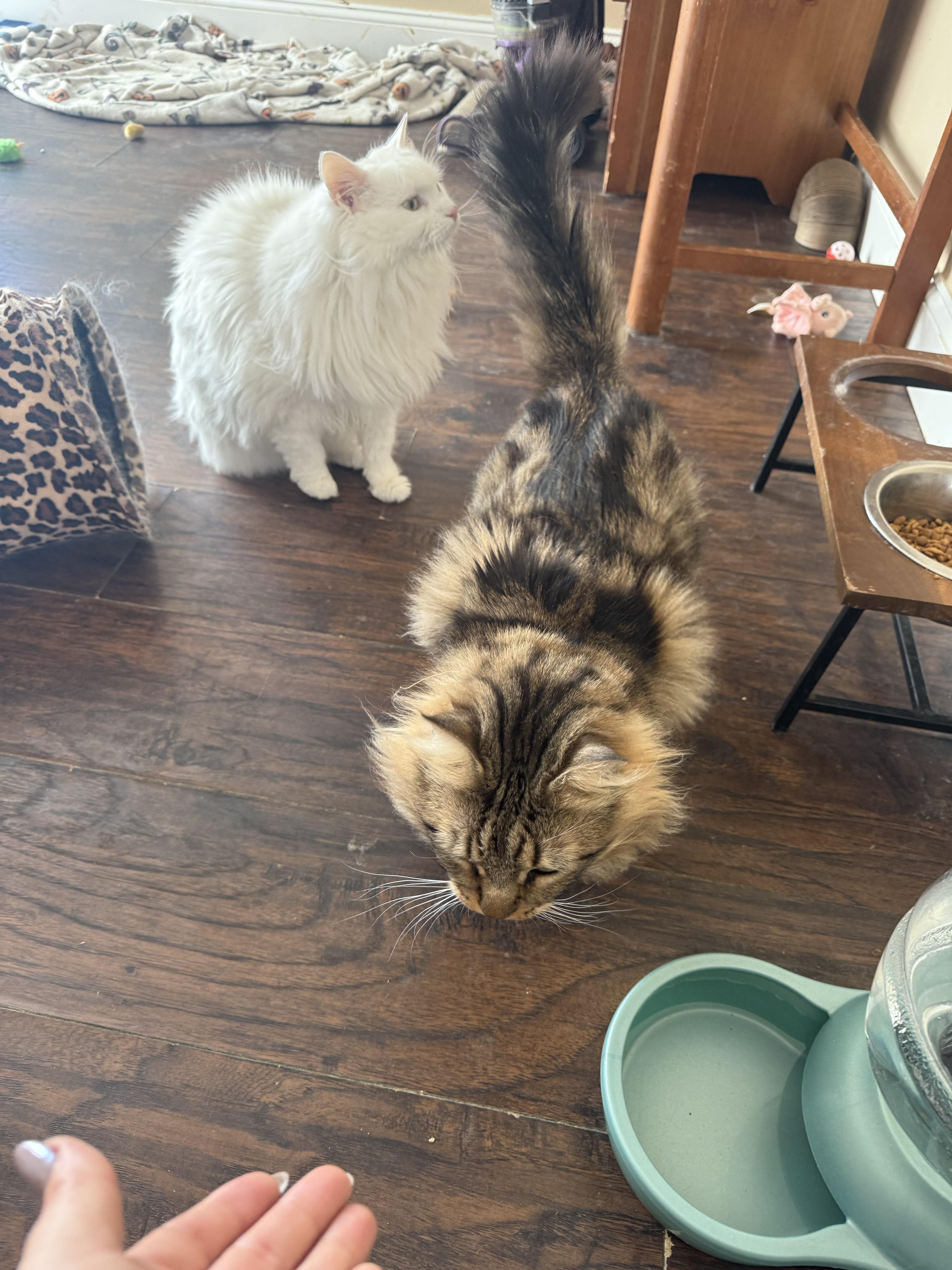 Enlarge Ivory, a Adoptable Domestic Long Hair in North Haledon, NJ image 6/6