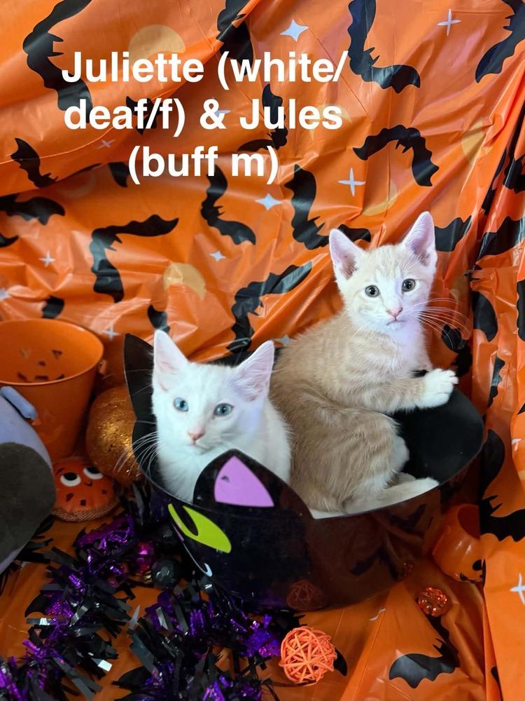 Jules, Adoptable, Kitten Male Tabby.