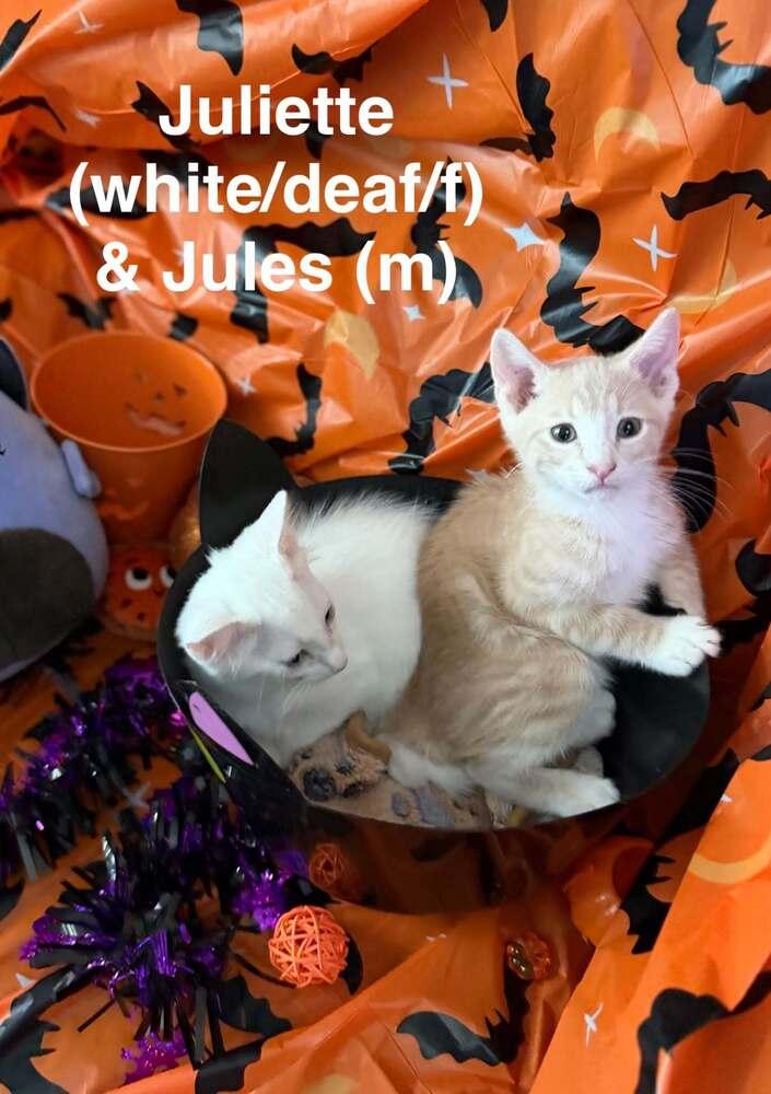 Enlarge Jules, a Adoptable Tabby in Orlando, FL image 2/5