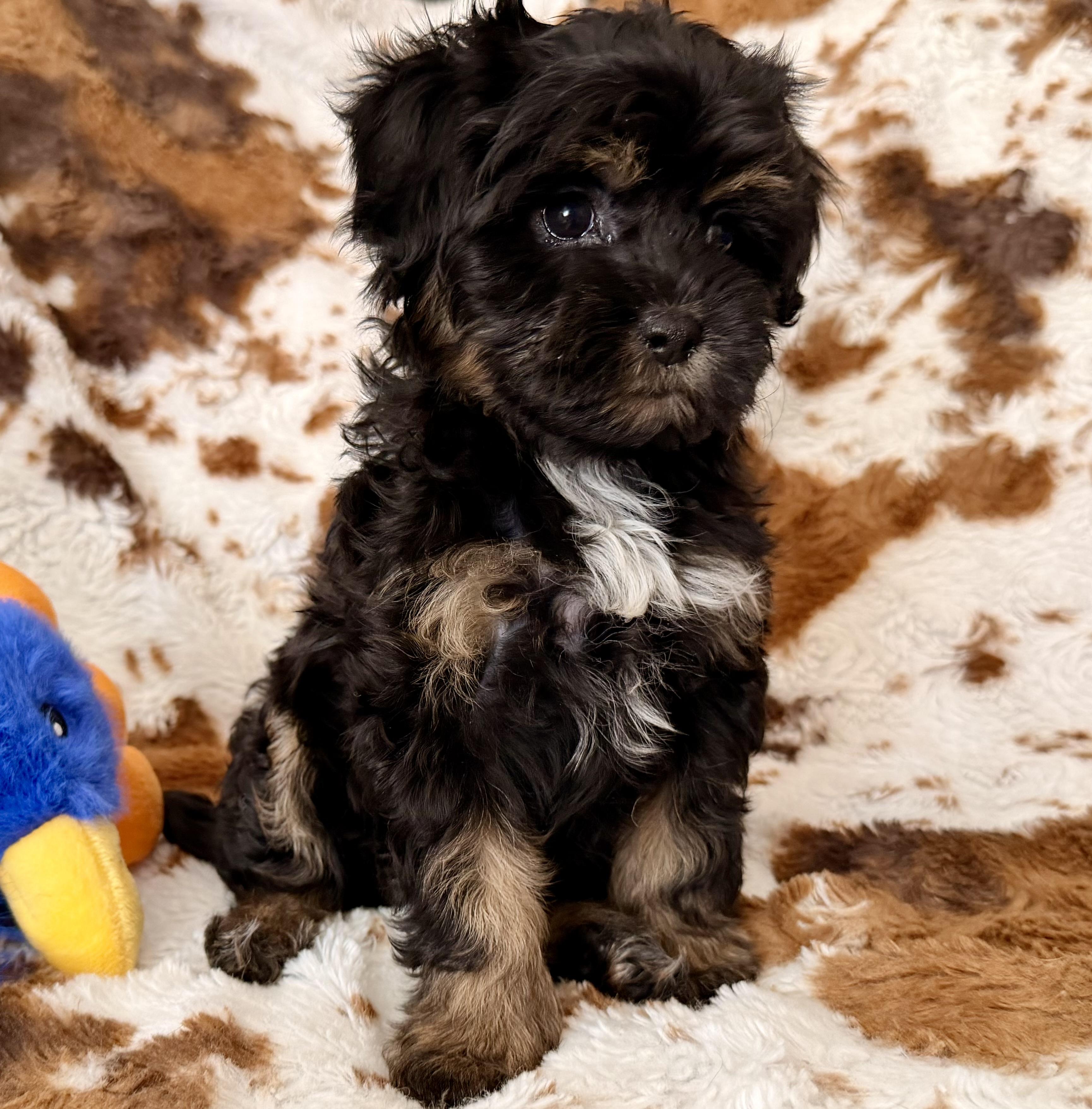 Enlarge Gemma, a Adopted mixed breed in ontario, CA image 2/6