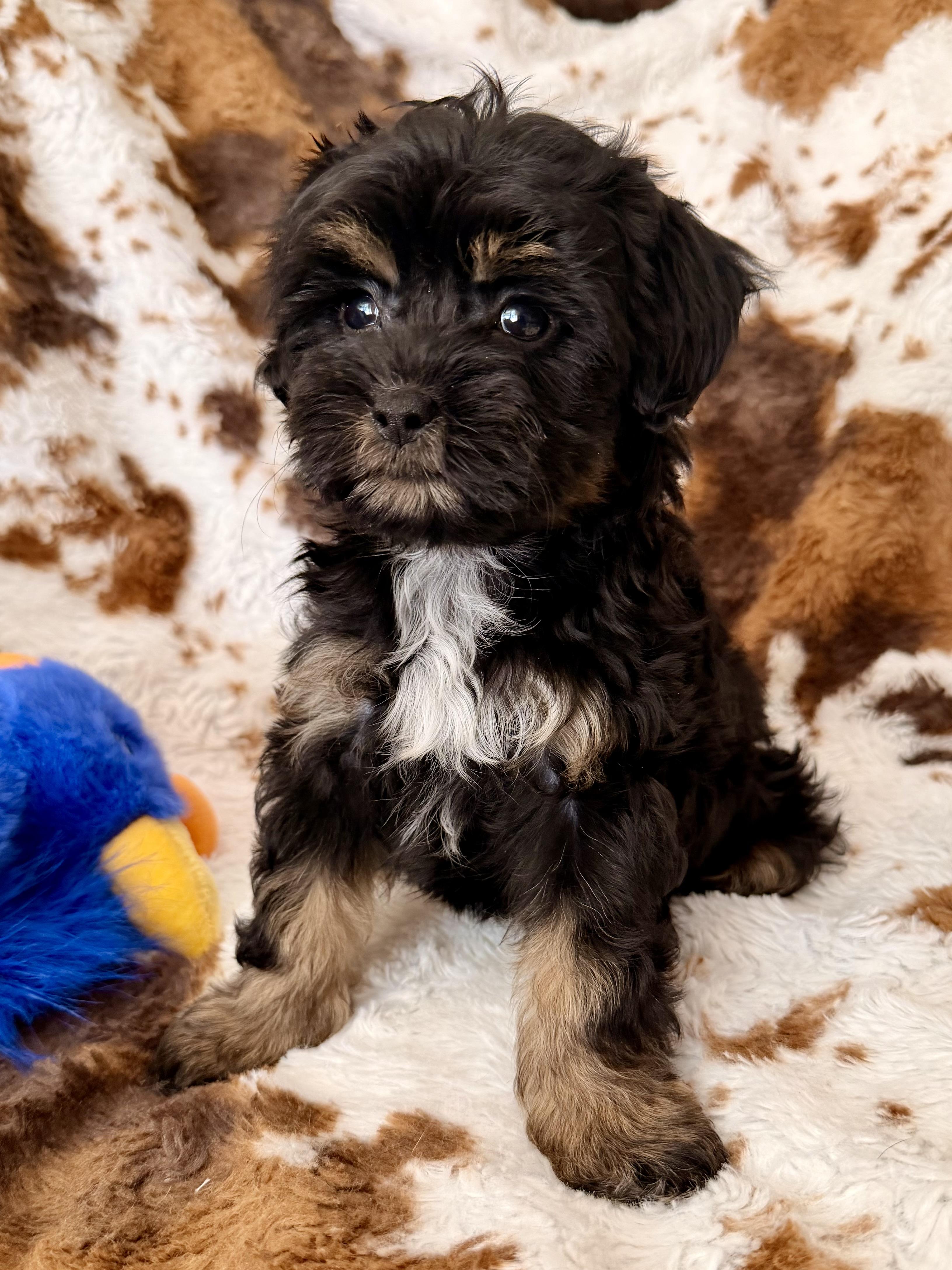 Enlarge Gemma, a Adopted mixed breed in ontario, CA image 3/6