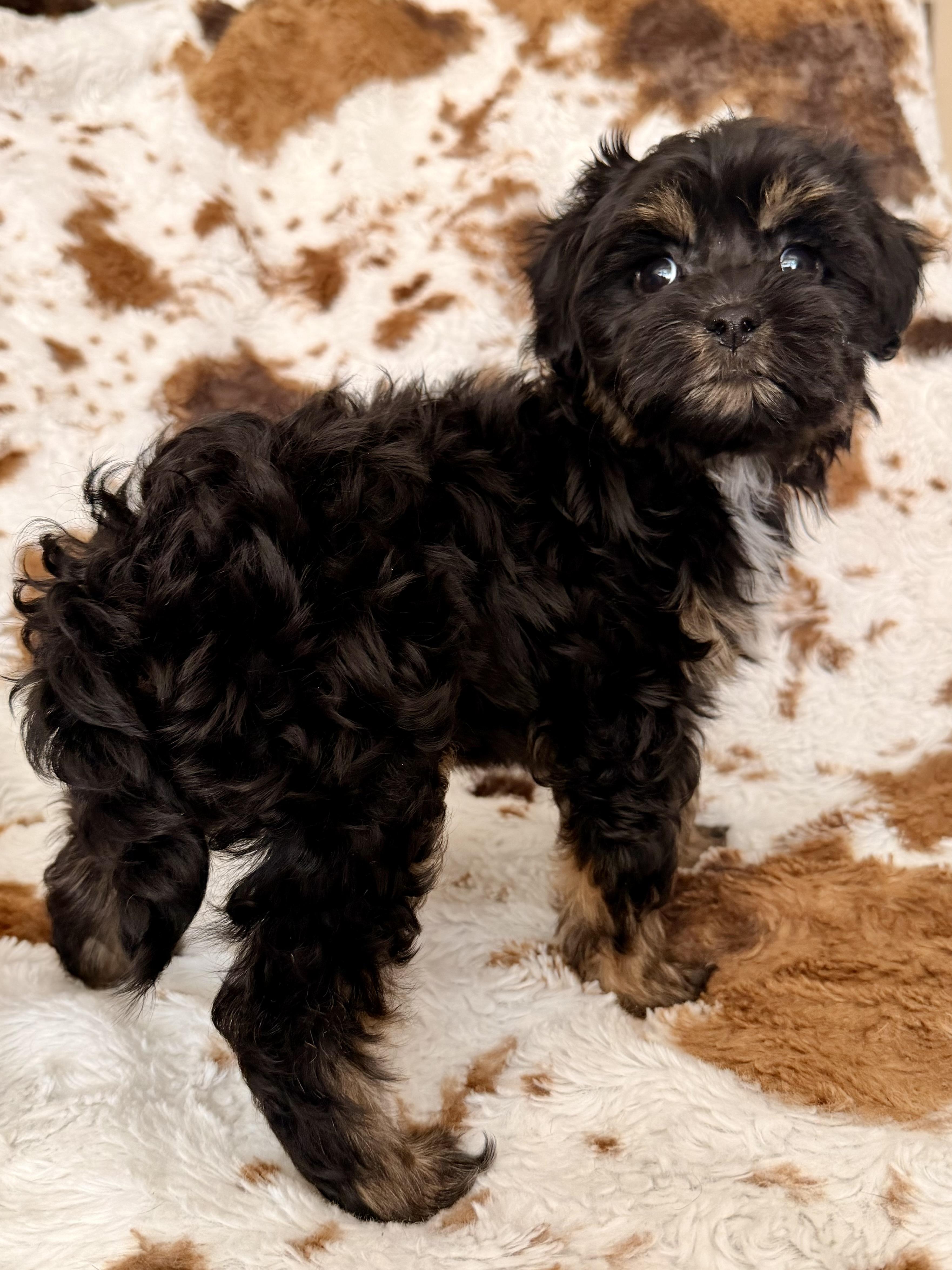 Enlarge Gemma, a Adopted mixed breed in ontario, CA image 6/6