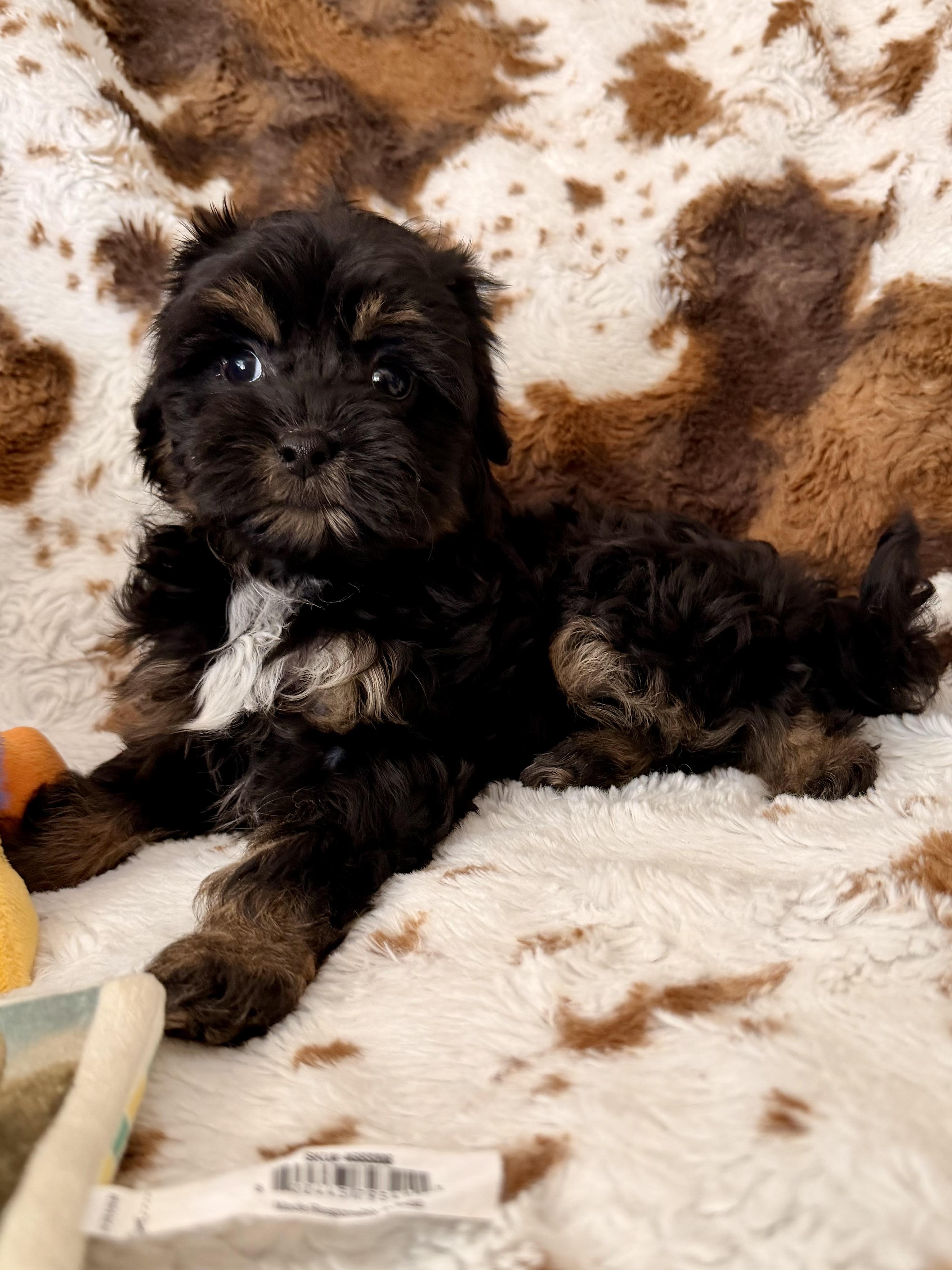 Enlarge Gemma, a Adopted mixed breed in ontario, CA image 5/6