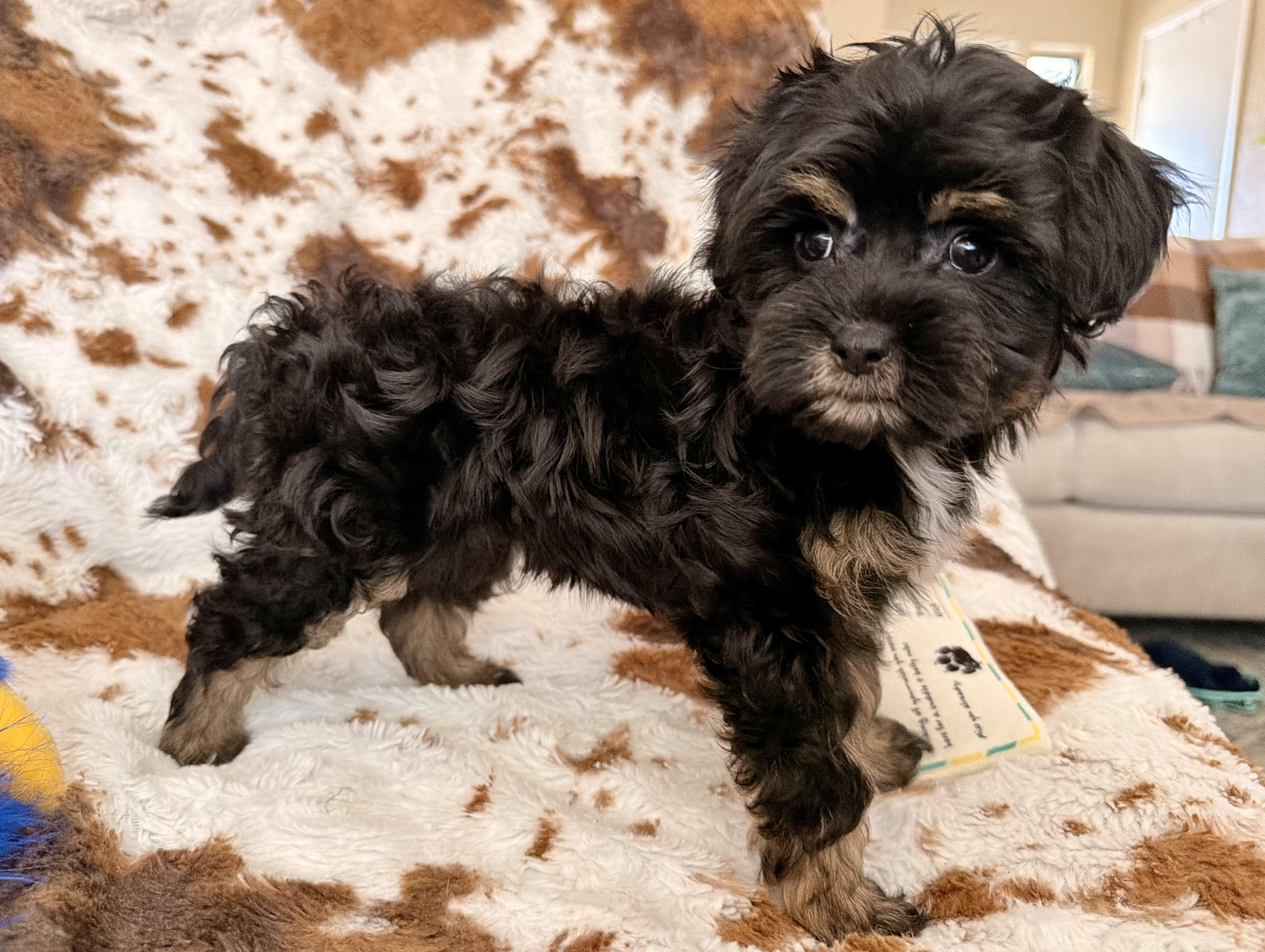 Enlarge Gemma, a Adopted mixed breed in ontario, CA image 4/6