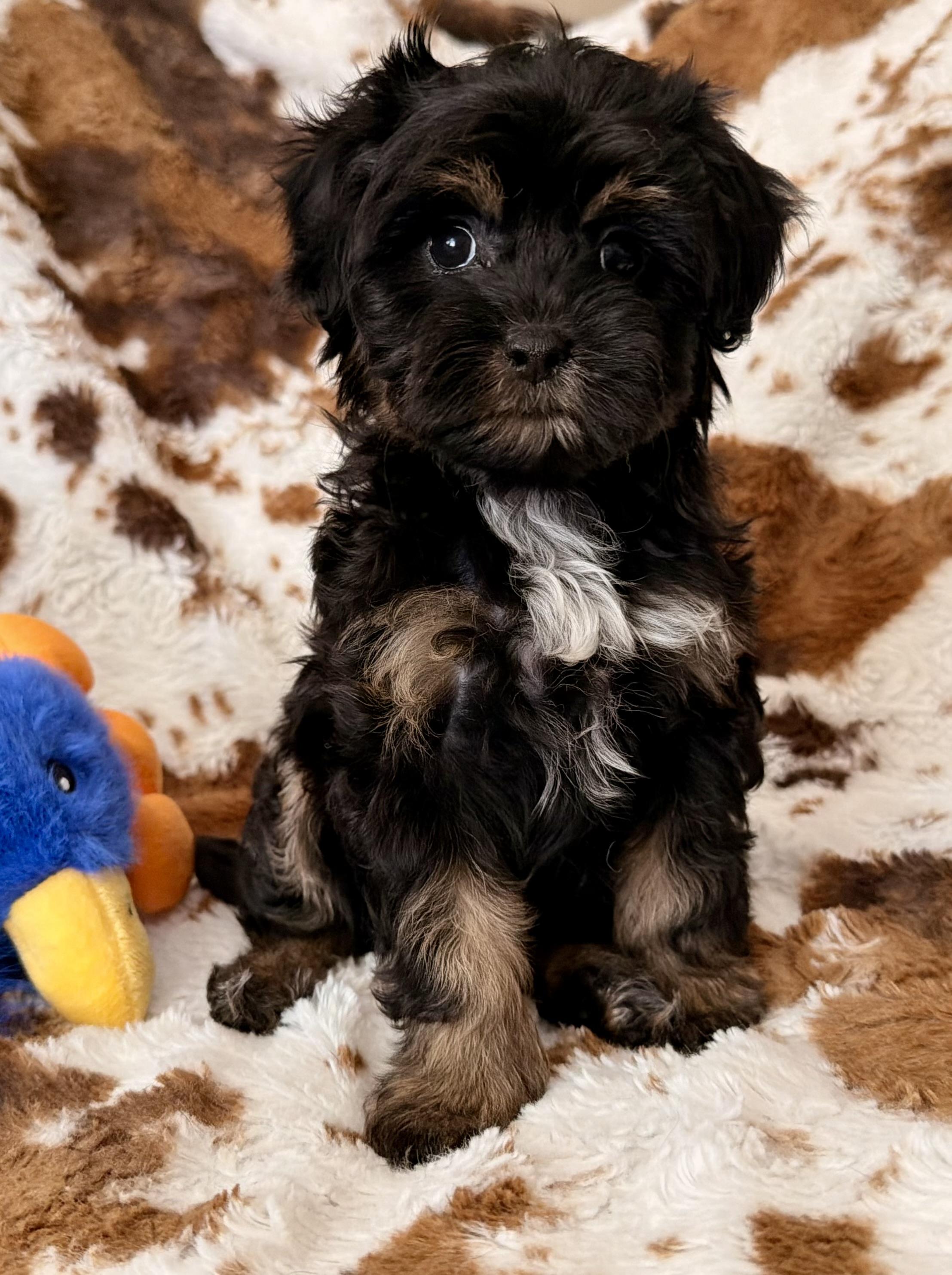 Gemma, Adopted, Puppy Female Maltipoo & Shih Tzu.