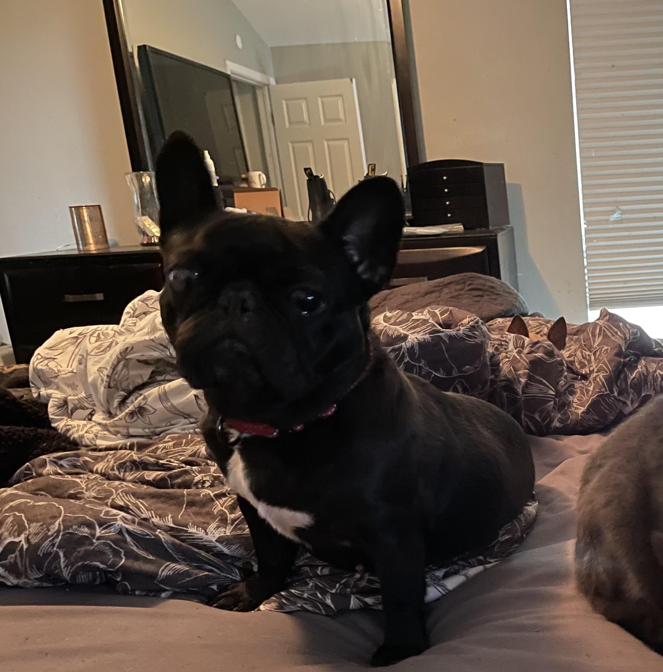 Sookie thumbnail 4