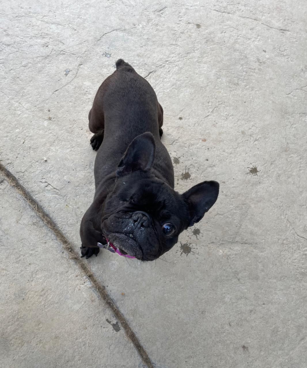 Sookie photo 1