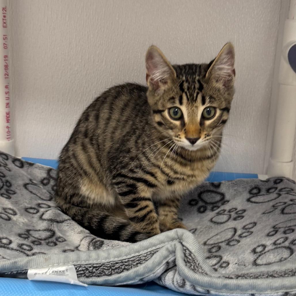 Volt, Adoptable, Kitten Male Domestic Short Hair & Bengal.