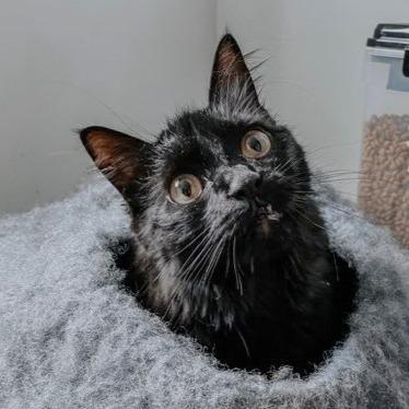 Sasha, a Adoptable Domestic Long Hair in Milbank, SD image 4/6