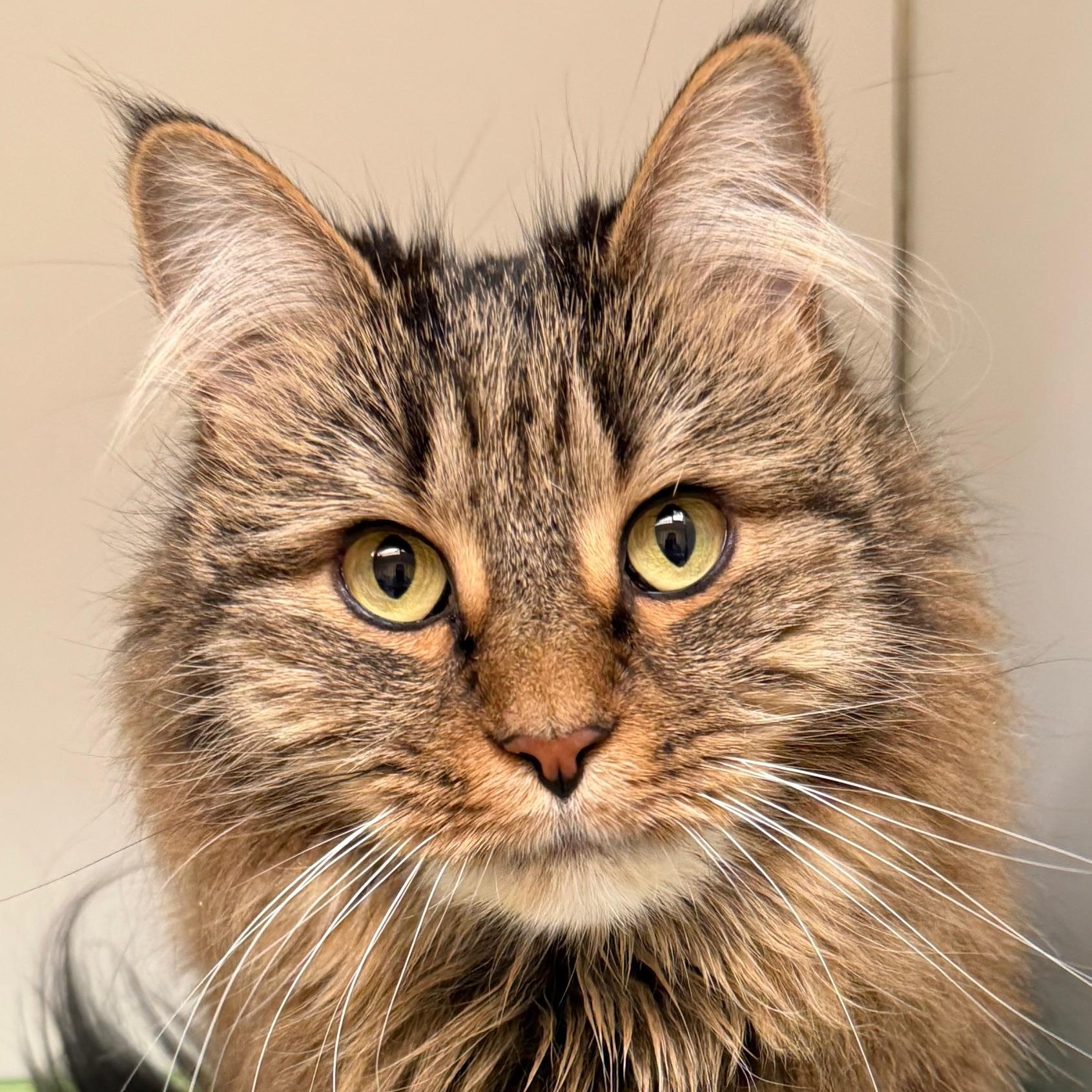 Enlarge Ruby, a ADOPTABLE Domestic Long Hair in Norwalk, CT image 1/1
