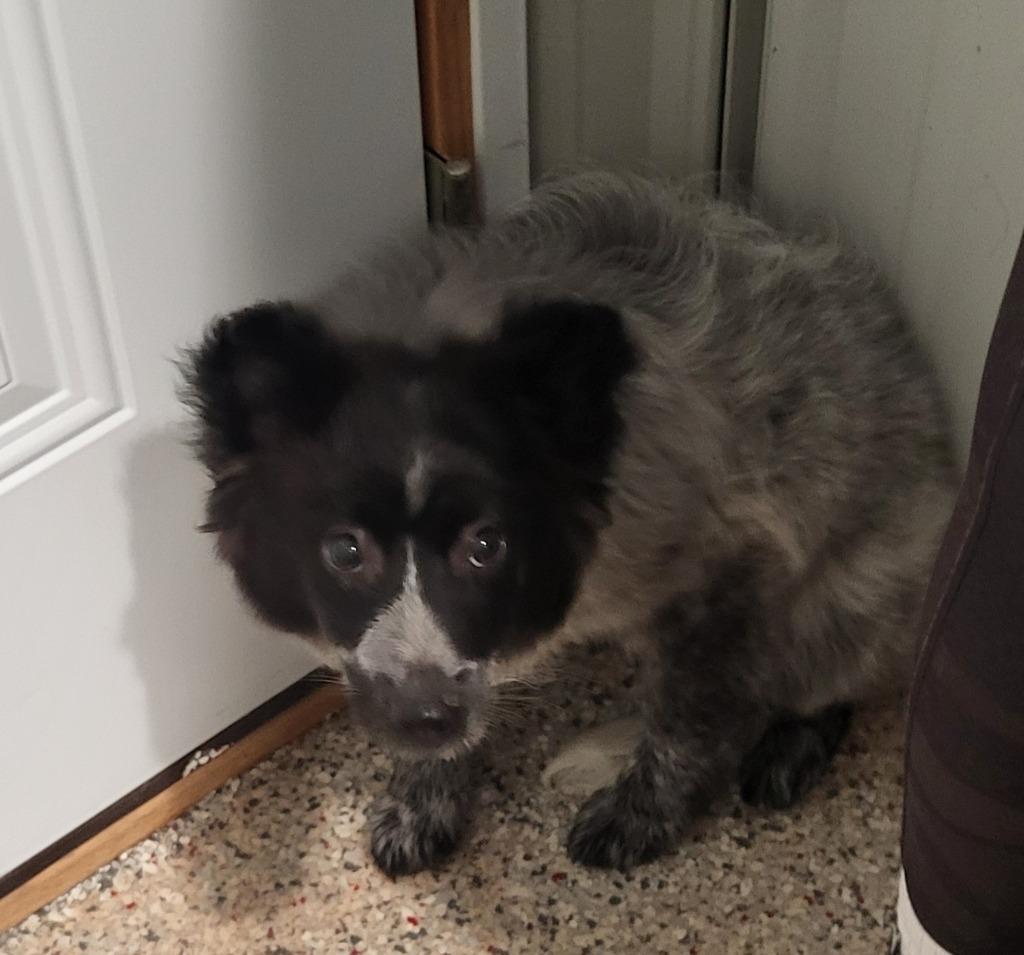 Fuji, Adoptable, Puppy Male Mixed Breed.