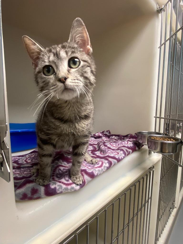 Bo Jingles, Adoptable, Young Male Domestic Short Hair.