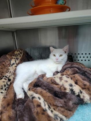 Sugar, a Adoptable mixed breed in Fergus Falls, MN image 1/3