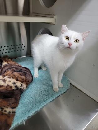 Sugar, a Adoptable mixed breed in Fergus Falls, MN image 2/3