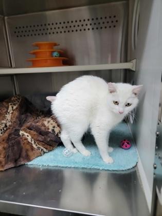 Sugar, a Adoptable mixed breed in Fergus Falls, MN image 3/3