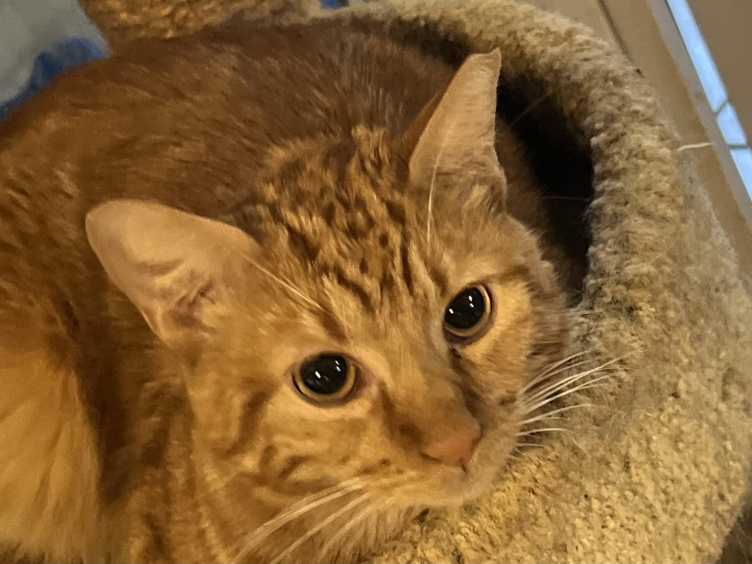 Enlarge Roswell , a ADOPTABLE mixed breed in san antonio, TX image 2/2