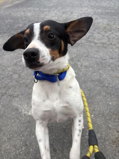 Easton, Adoptable, Adult Male Mixed Breed & Mixed Breed.