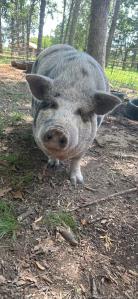 Enlarge Shirley, a Adopted Pot Bellied in Mount Juliet, TN image 1/1