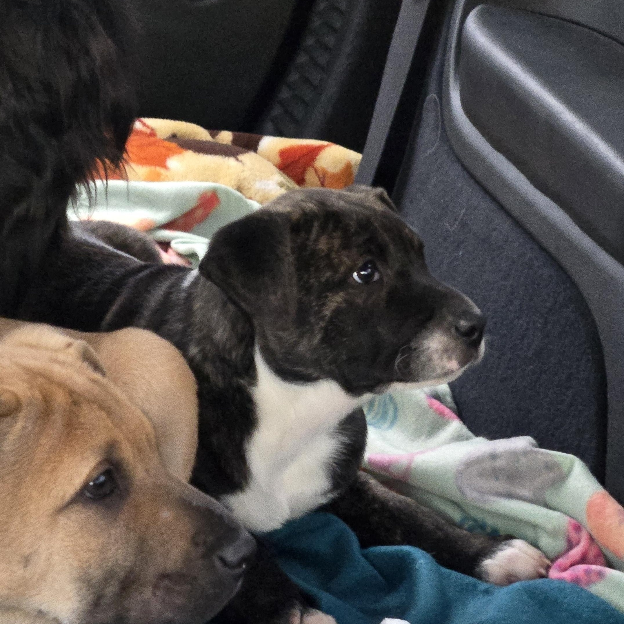 Rue, Adopted, Puppy Female Shar-Pei & Pit Bull Terrier.