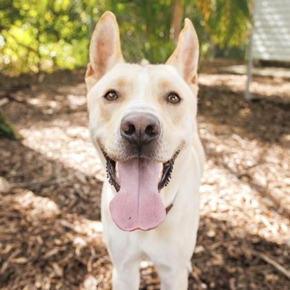 Scott, a Adoptable mixed breed in Largo, FL image 1/3
