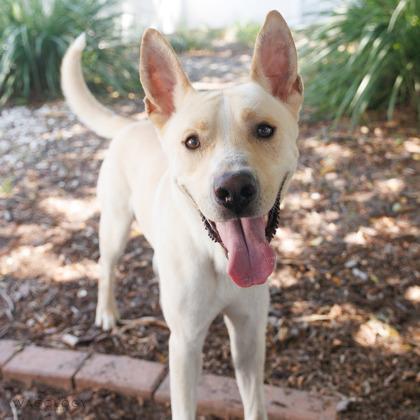 Scott, a Adoptable mixed breed in Largo, FL image 2/3