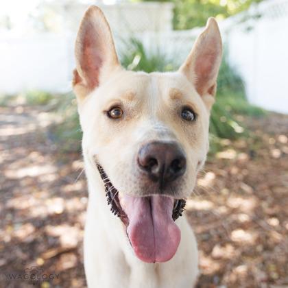 Scott, a Adoptable mixed breed in Largo, FL image 3/3