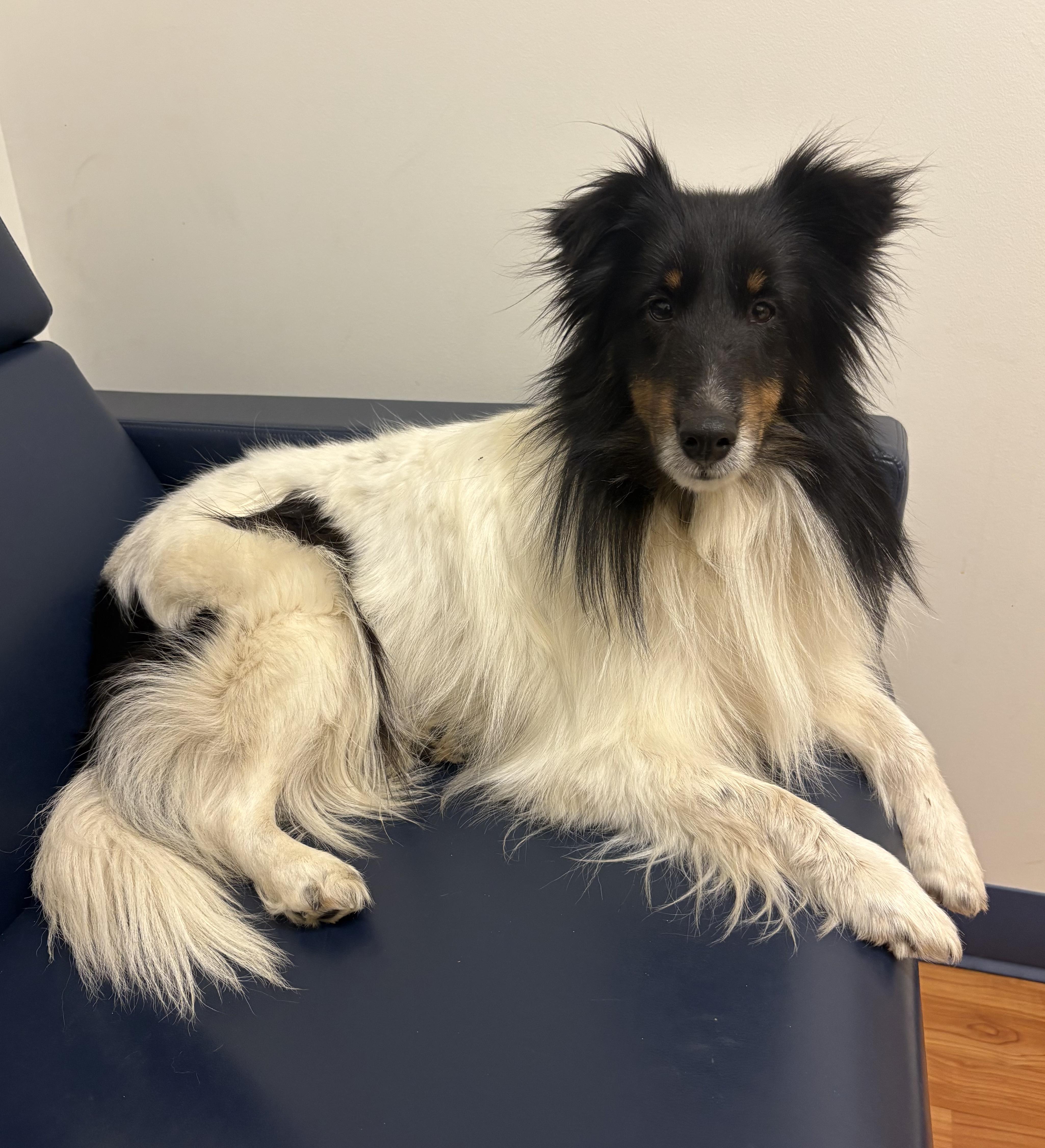 Enlarge Bella, a Adoptable Shetland Sheepdog / Sheltie in Charlotte, NC image 1/1