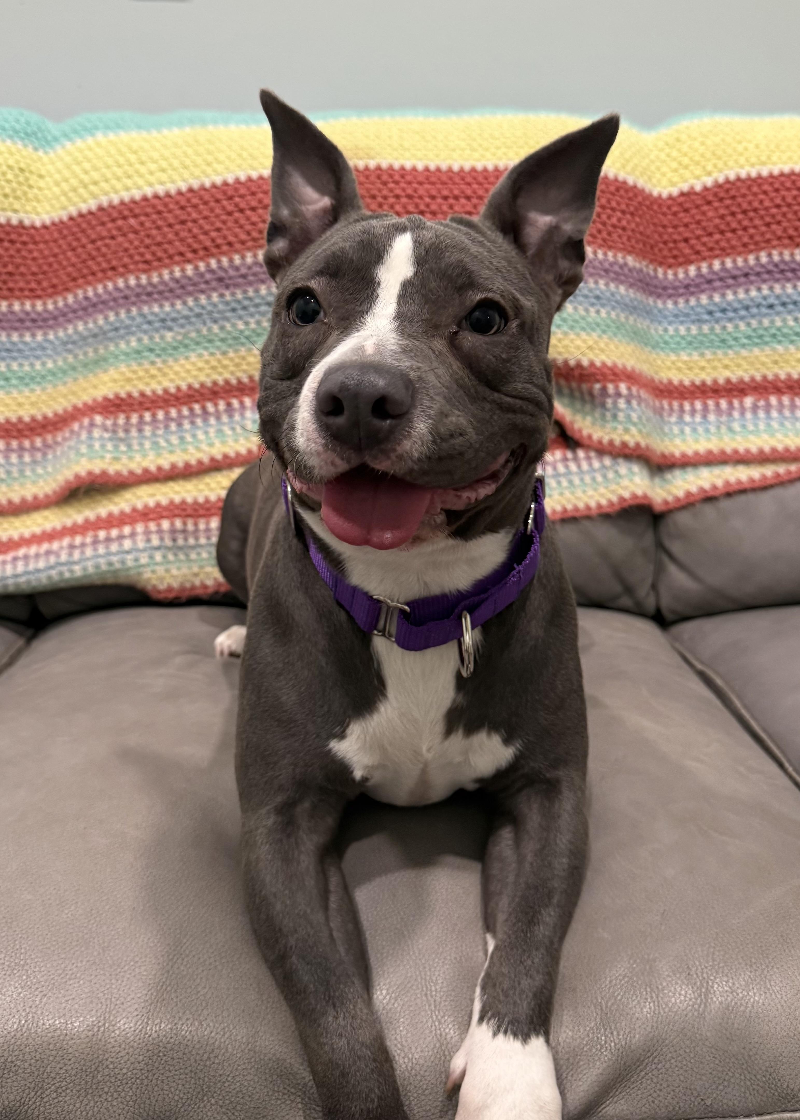Enlarge Willow- low riding pocket pit, a Adoptable mixed breed in Sault Sainte Marie, MI image 3/3