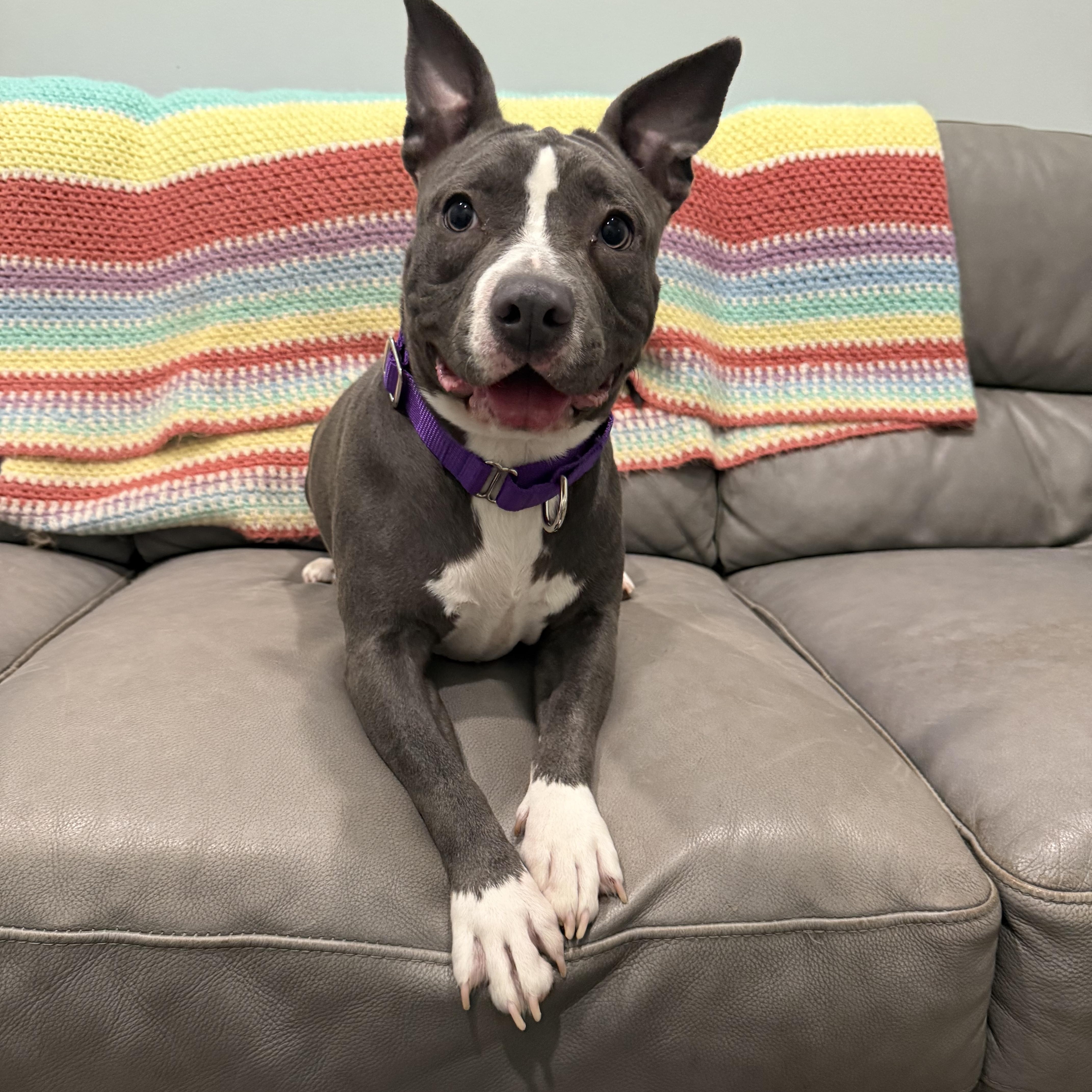 Enlarge Willow- low riding pocket pit, a Adoptable mixed breed in Sault Sainte Marie, MI image 1/3