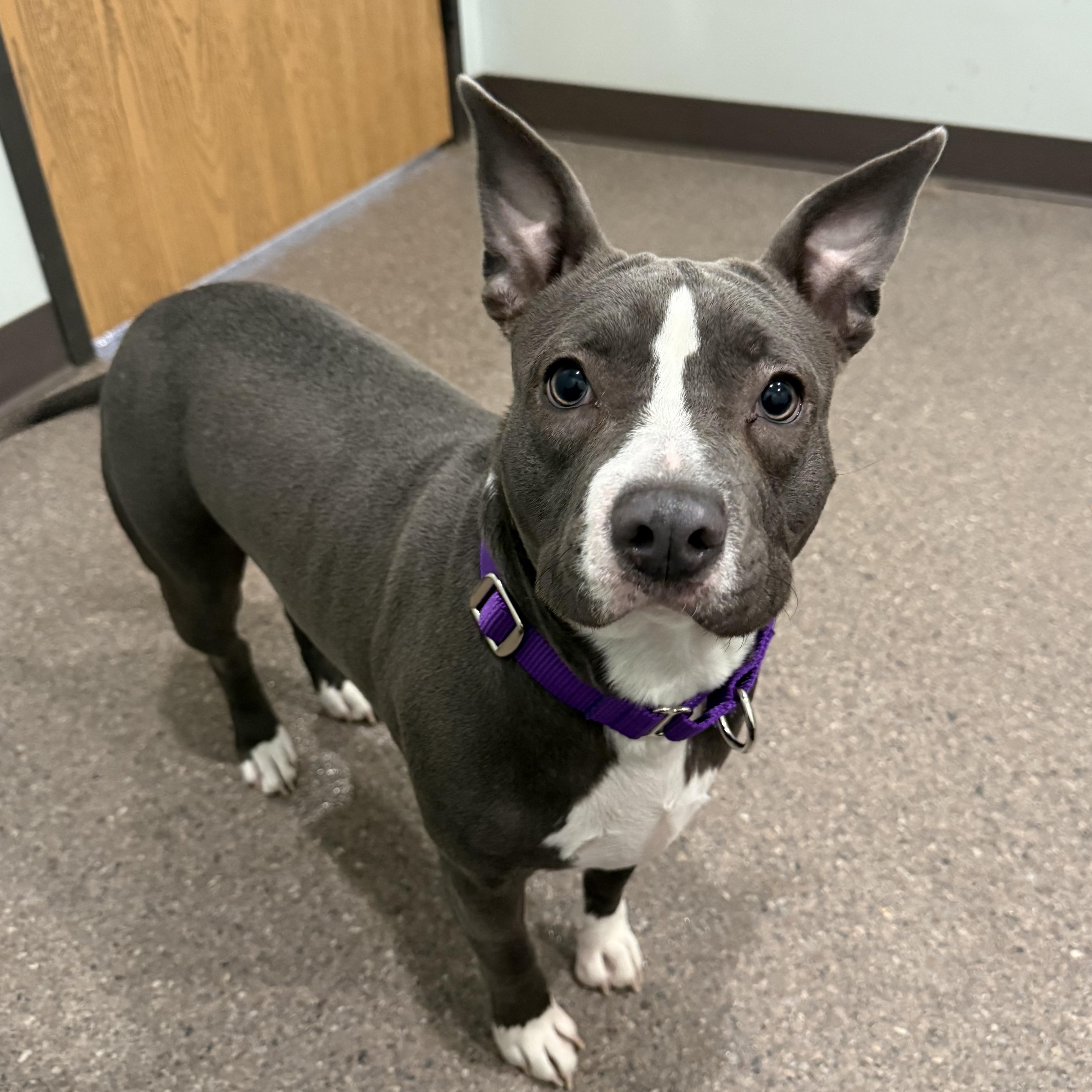 Enlarge Willow- low riding pocket pit, a Adoptable mixed breed in Sault Sainte Marie, MI image 2/3