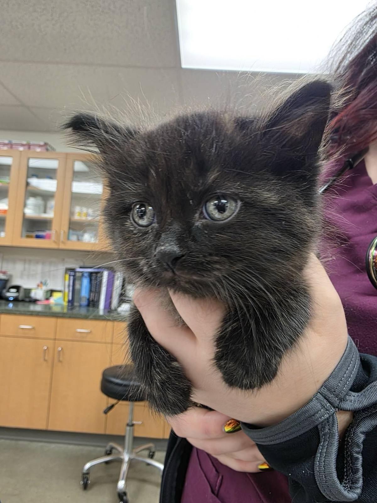 Matcha, adopted, Kitten Female Tortoiseshell.