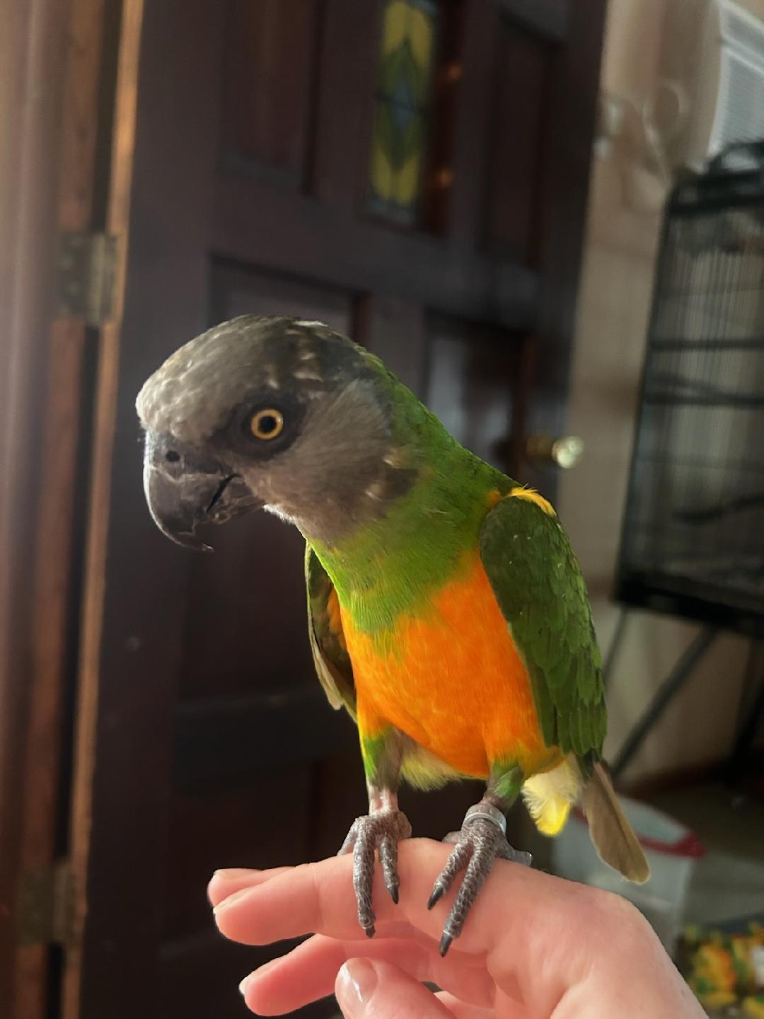 Bailey and Lula, Adoptable, Senior Male Poicephalus / Senegal.