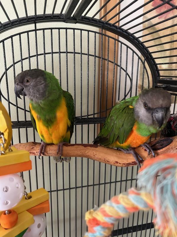Enlarge Bailey and Lula, a Adoptable Poicephalus / Senegal in Belford, NJ image 2/3
