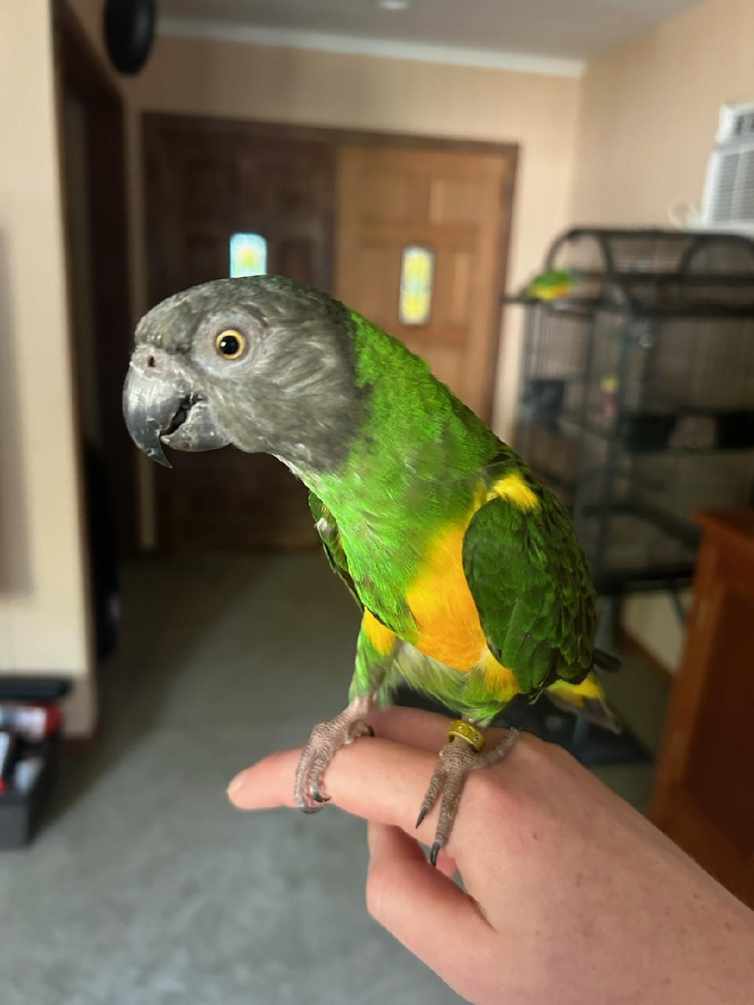Enlarge Bailey and Lula, a Adoptable Poicephalus / Senegal in Belford, NJ image 3/3