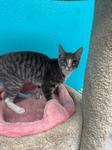 Enlarge Azalea, an adopted Domestic Short Hair in Chico, CA image 1/1