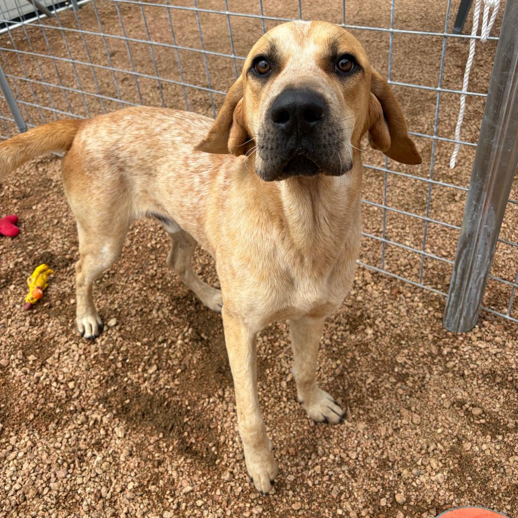Elvis KCAC #431.26, a Adoptable mixed breed in Kerrville, TX image 2/5
