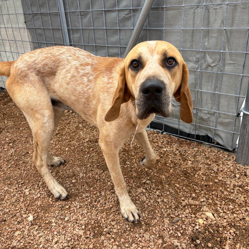 Elvis KCAC #431.26, a Adoptable mixed breed in Kerrville, TX image 3/5