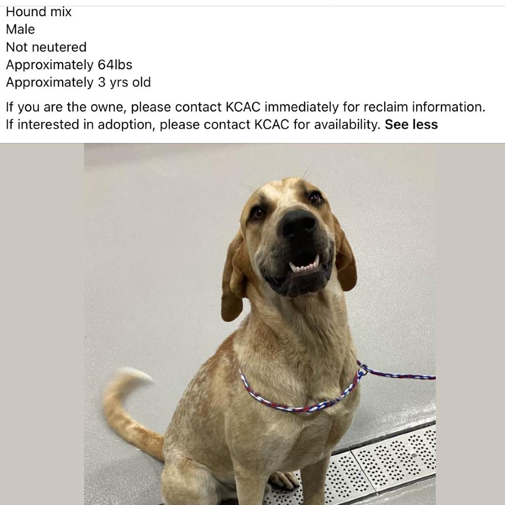 Elvis KCAC #431.26, a Adoptable mixed breed in Kerrville, TX image 4/5