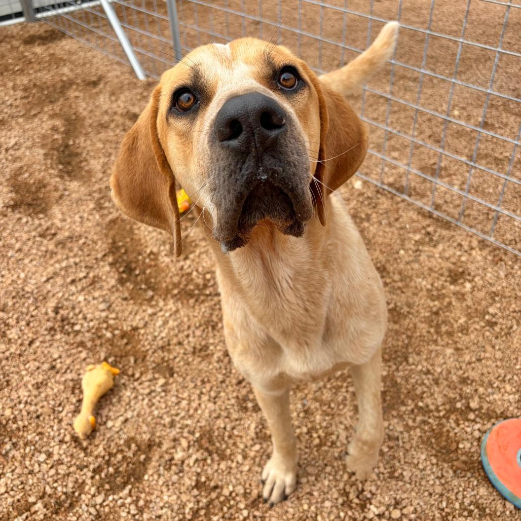 Elvis KCAC #431.26, a Adoptable mixed breed in Kerrville, TX image 1/5