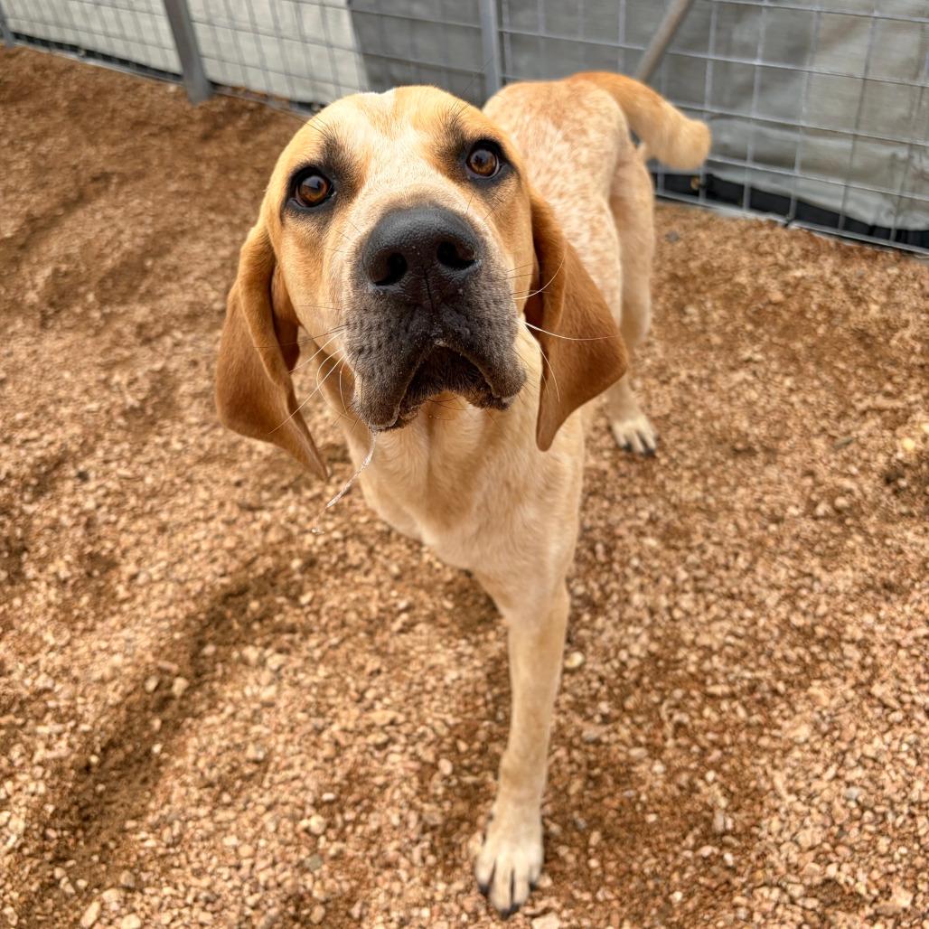 Elvis KCAC #431.26, a Adoptable mixed breed in Kerrville, TX image 5/5
