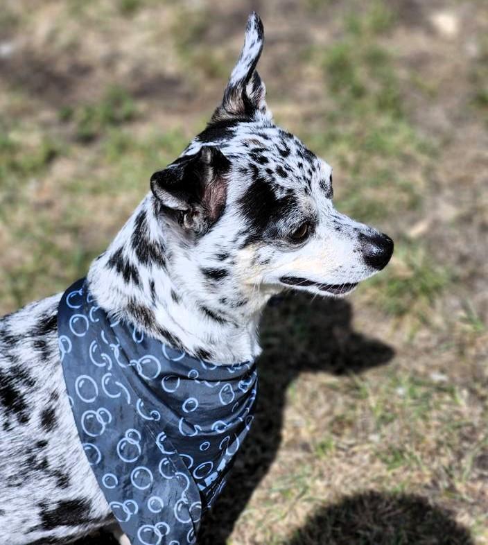 Enlarge Oreo, an adoptable Chihuahua in Hamilton, ON image 4/4