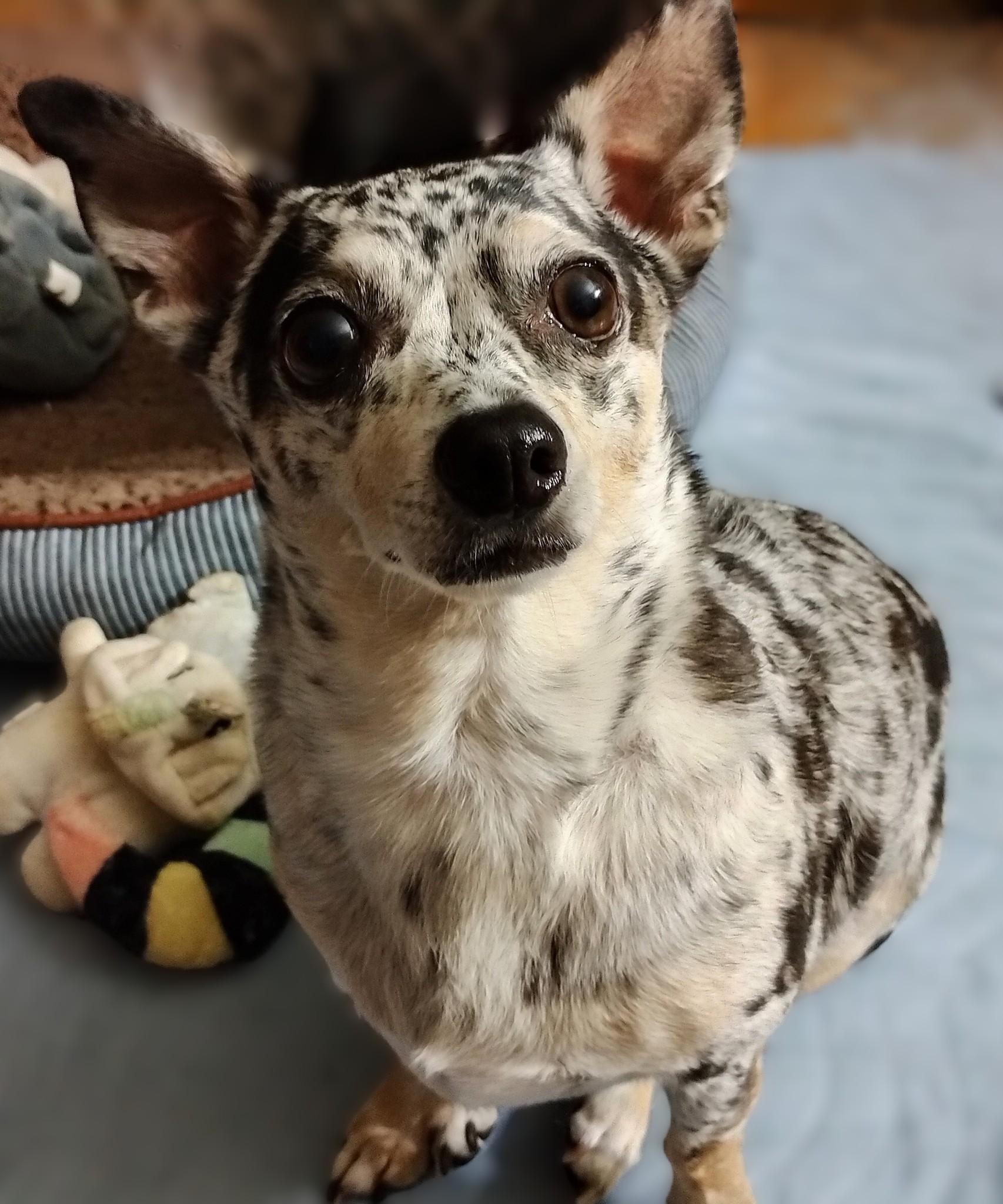 Enlarge Oreo, an adoptable Chihuahua in Hamilton, ON image 3/4