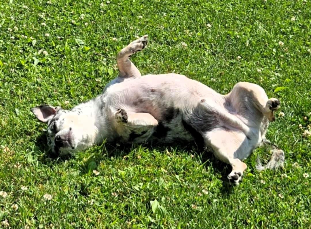 Enlarge Oreo, an adoptable Chihuahua in Hamilton, ON image 2/4