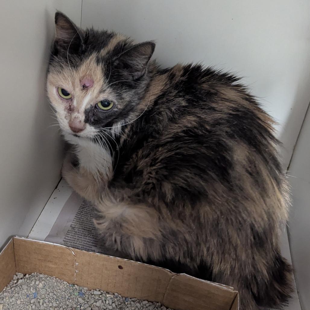 Baby girl, Adoptable, Adult Female Domestic Medium Hair.