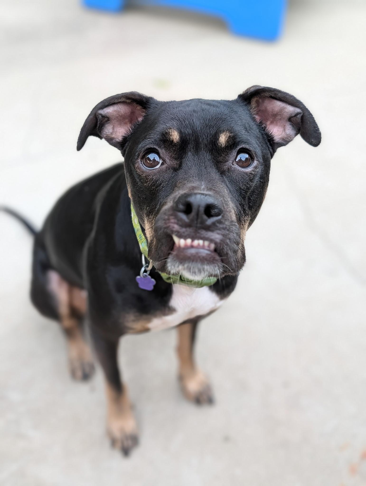 Enlarge Archie, a Adoptable mixed breed in Cleveland, OH image 2/6