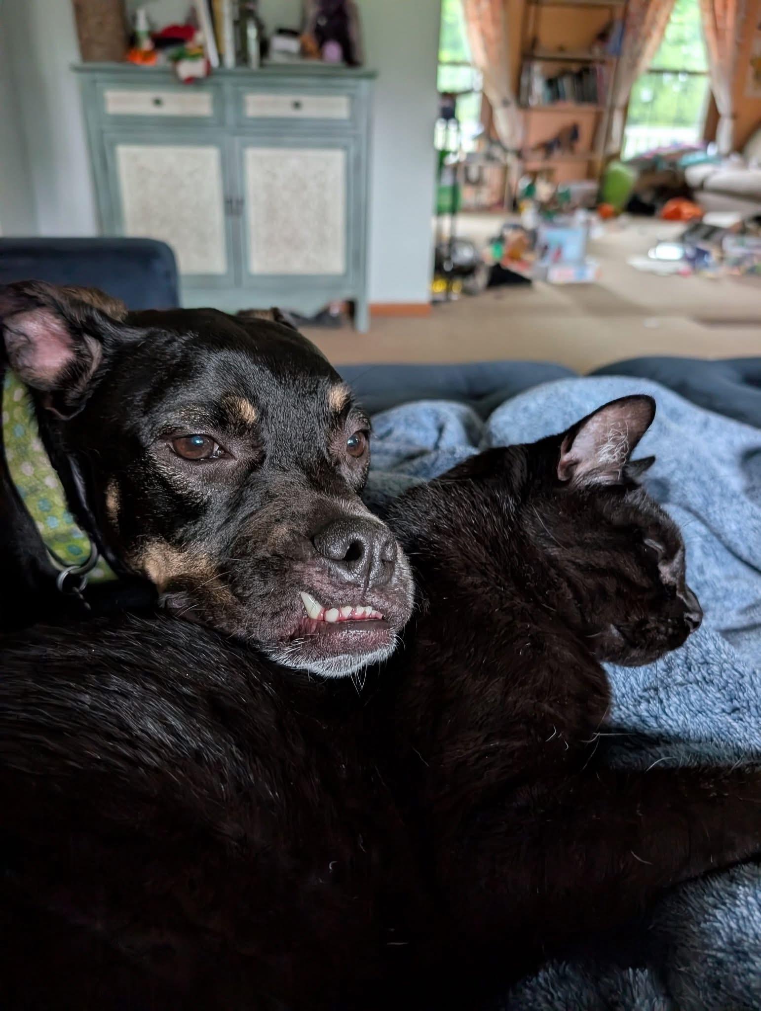 Enlarge Archie, a Adoptable mixed breed in Cleveland, OH image 6/6