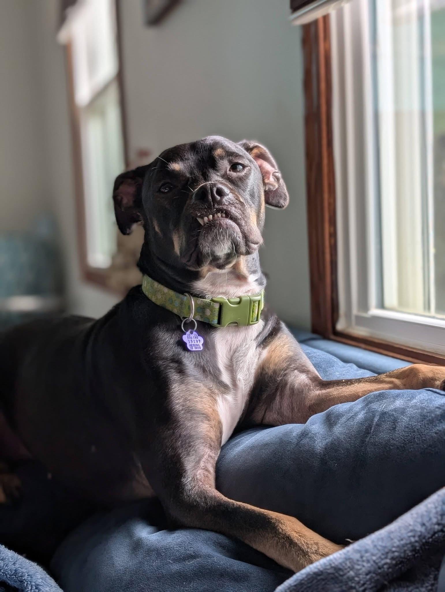 Enlarge Archie, a Adoptable mixed breed in Cleveland, OH image 5/6