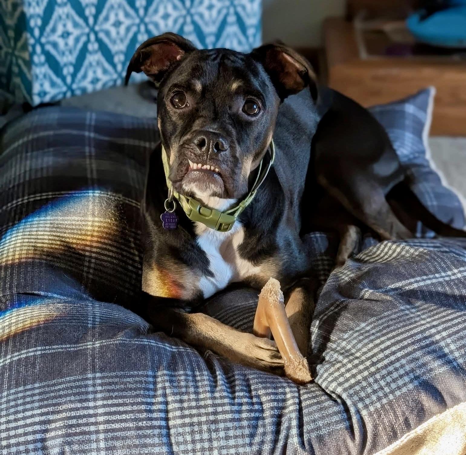 Enlarge Archie, a Adoptable mixed breed in Cleveland, OH image 1/6